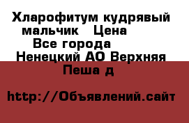 Хларофитум кудрявый мальчик › Цена ­ 30 - Все города  »    . Ненецкий АО,Верхняя Пеша д.